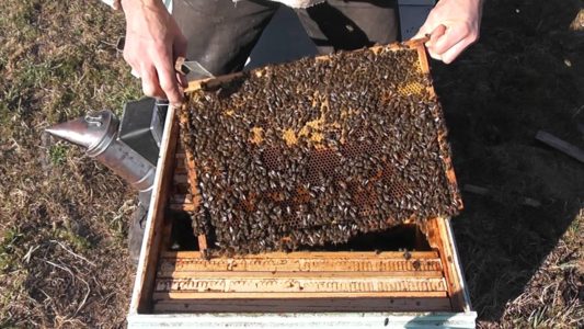 Two-queen bee keeping: methods and features