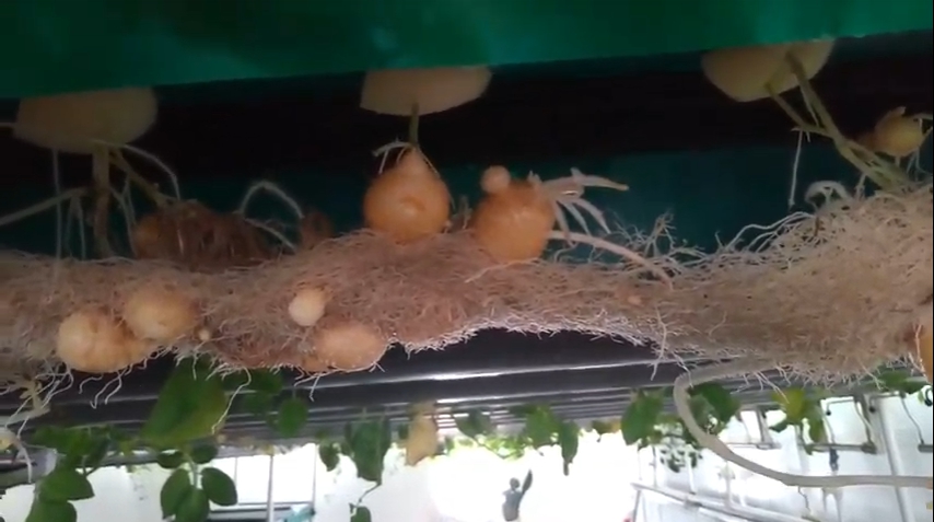 How to grow potatoes hydroponically at home