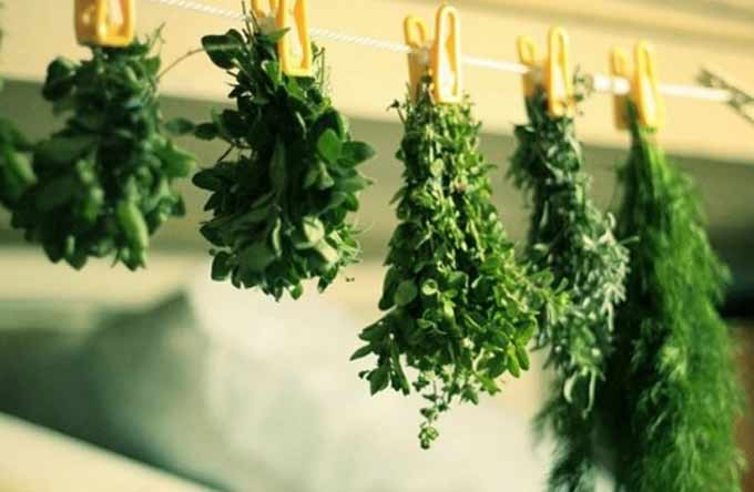 drying herbs-2