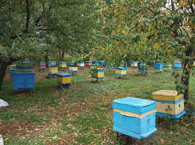 hives in the garden