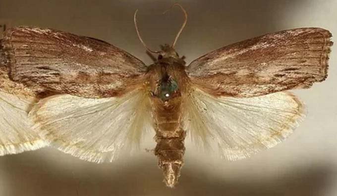 large wax moth