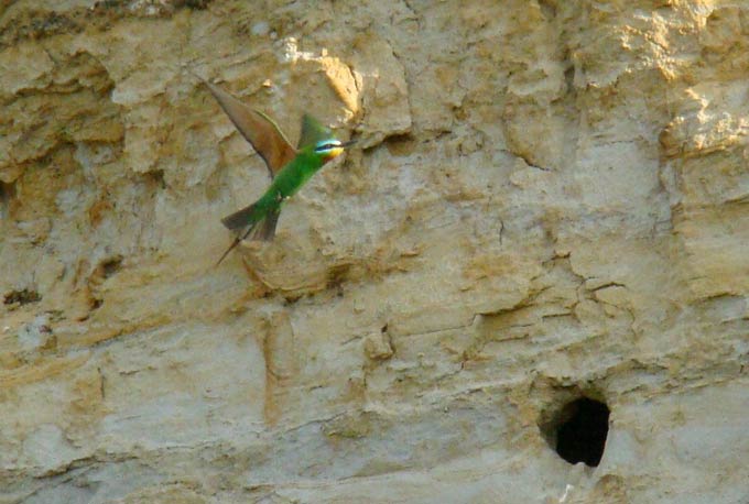 bee-eater in flight