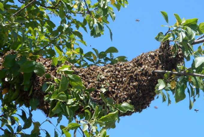 bees on the tree