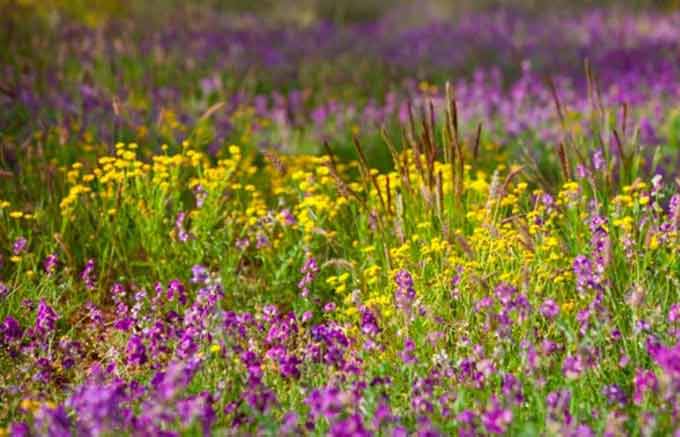 meadow with flowering herbs