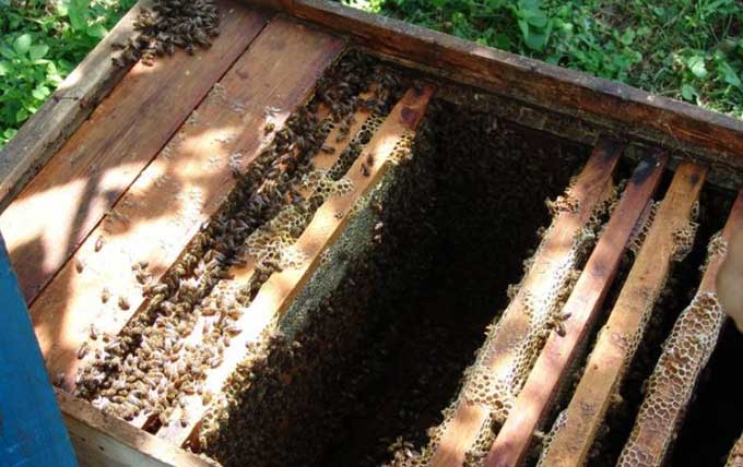 open hive