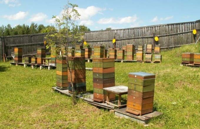 on the apiary