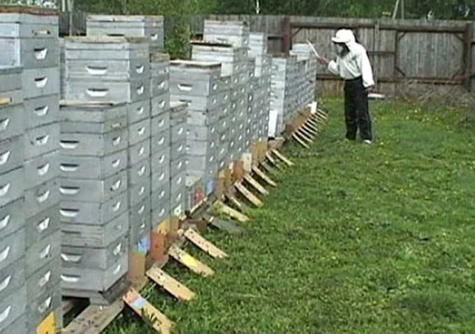 alpine hives