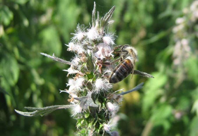 motherwort bee