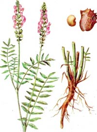 sowing-sainfoin
