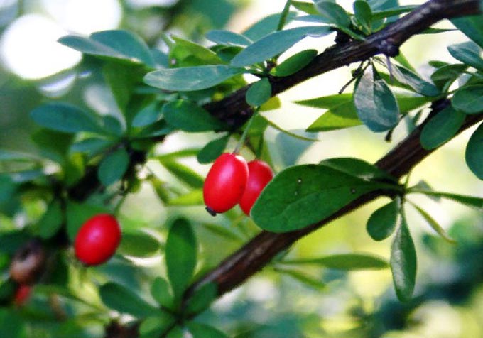 barberry-2