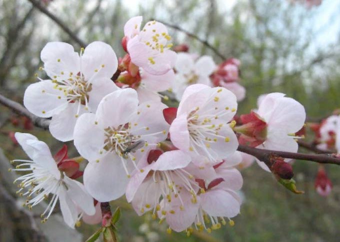 apricot flowers