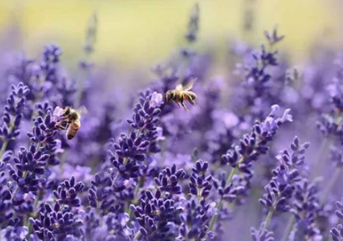 nectar productivity of lavender