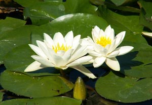 water lily white