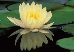 water lily yellow