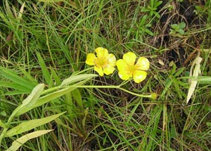 long-leaved buttercup