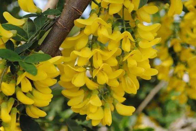 Acacia and its benefits as a honey plant