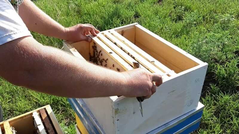 Bee packages - what it is, how they are formed and contained