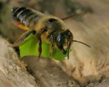 Bees – leaf cutters: who are they, features, benefits and harms of the breed
