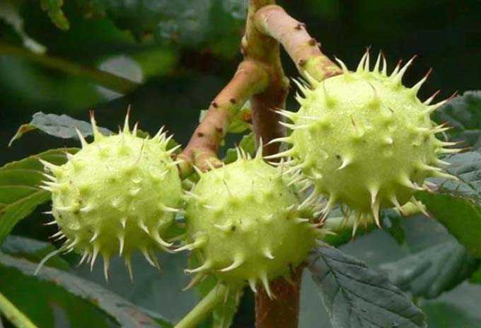 Chestnut and its benefits as a honey plant