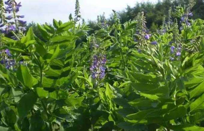 Goat’s rue and its benefits as a honey plant