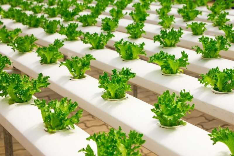 Hydroponics at home, do it yourself