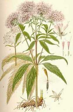 Hemp sap (hemp) as a melliferous plant
