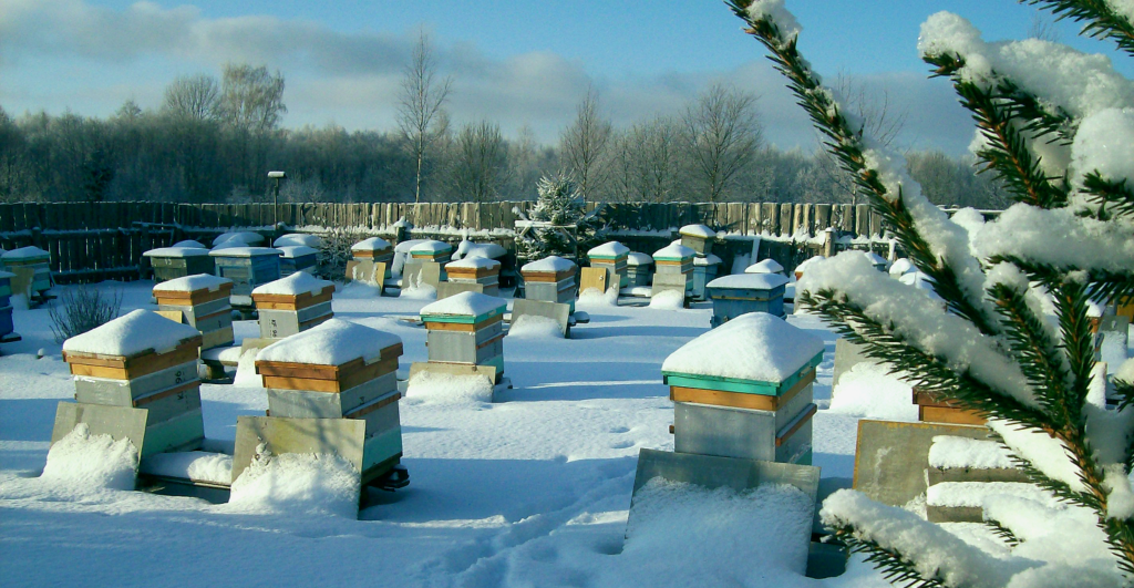 How do bees winter?
