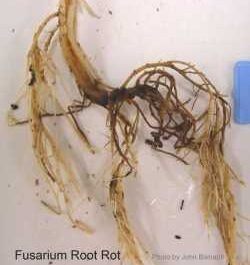 Infection of roots with mold and fungi. Root Rot - Hydroponics