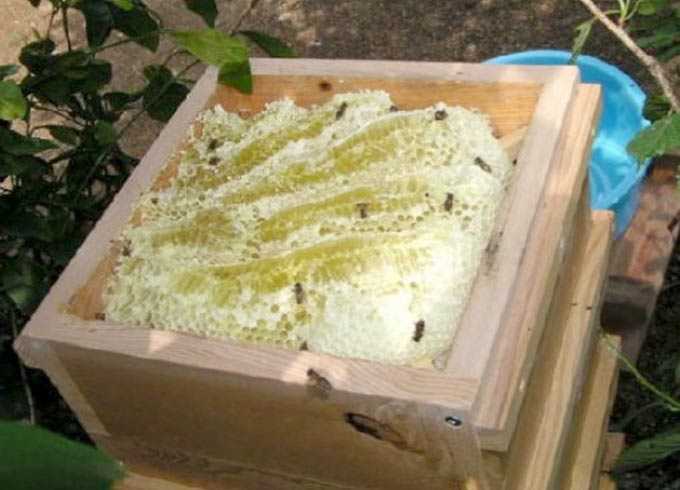 Japanese hives – construction and other features
