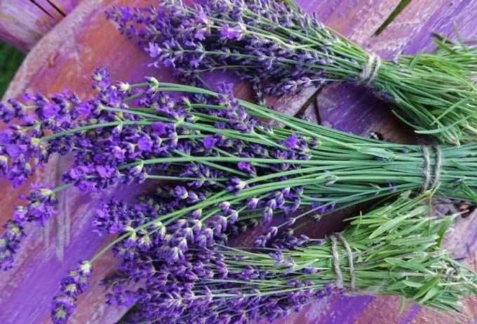 Lavender as a honey plant