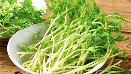 Green pea shoots on a plate