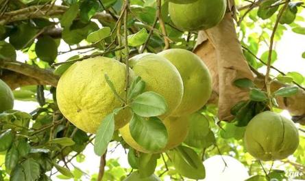 Pomelo, Calories, benefits and harms, Useful properties