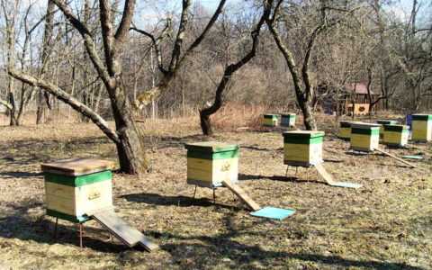 Proper care of bees in spring