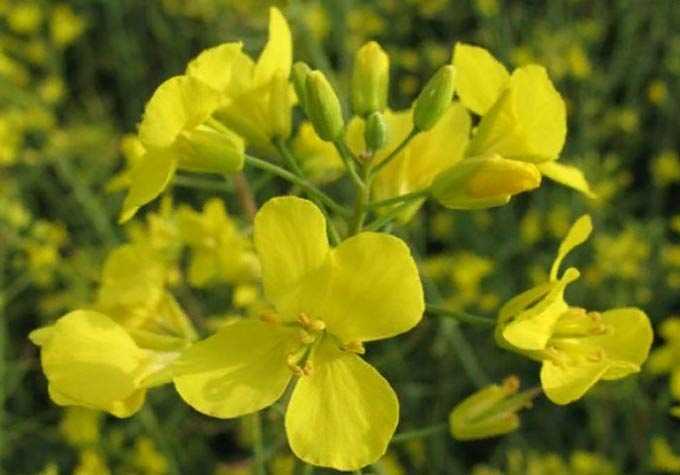 rapeseed inflorescence
