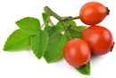 Rosehip oil, Calories, benefits and harms, Useful properties