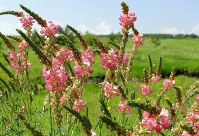 Sainfoin and its benefits as a honey plant