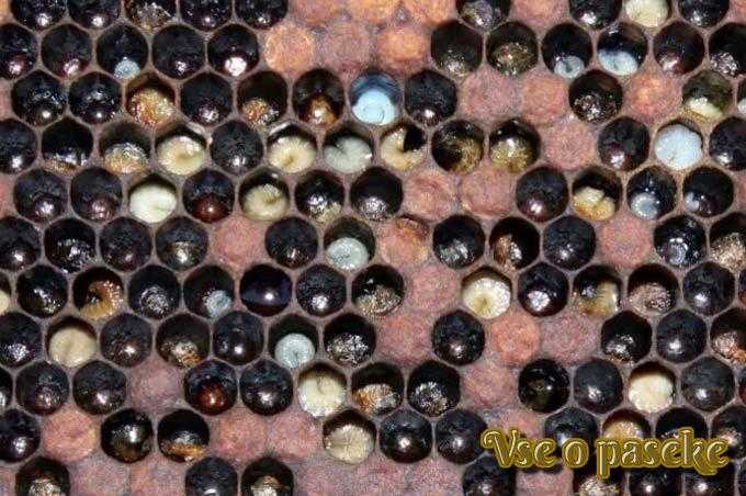 Signs of foulbrood in bees and treatment of the disease