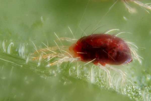 Spider mite – Hydroponics