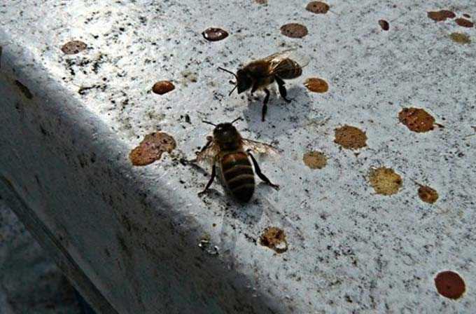 diarrhea in bees