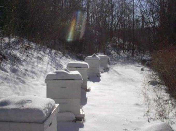 Styrofoam for making beehives with your own hands