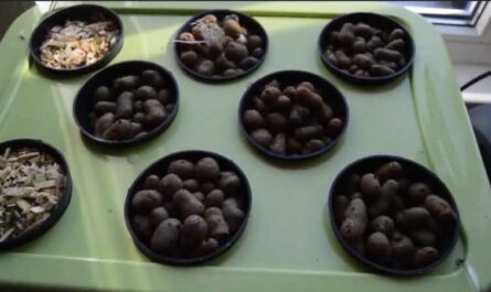 The basics of planting and growing seeds in a hydroponic plant