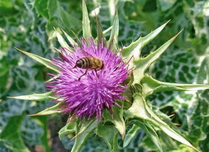 The benefits of milk thistle as a honey plant