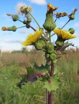 The benefits of sow thistle as a melliferous plant