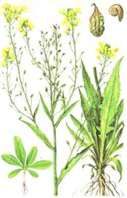 The benefits of the eastern sverbigi as a melliferous plant