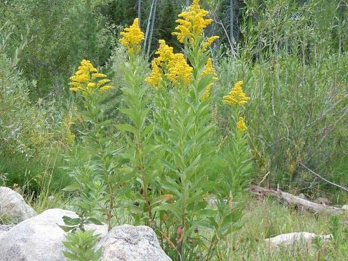 The value of goldenrod as a melliferous plant