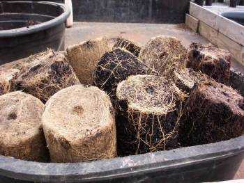 Tree bark as a substrate for growing plants – Hydroponics