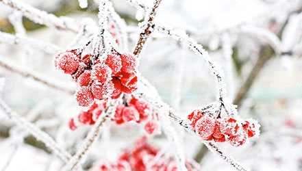 Viburnum berries covered with hoarfrost