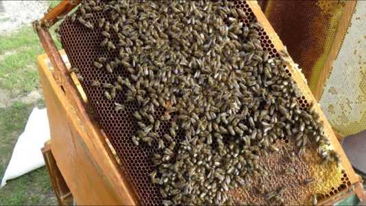 We carry out a spring audit of bees