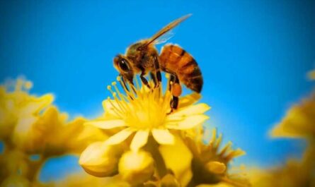 What are the benefits of bees?