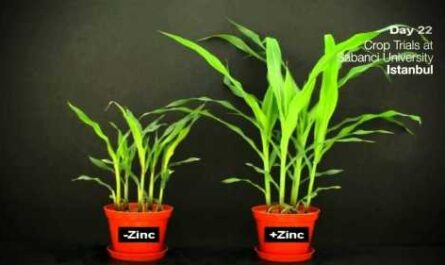 Zinc trace element. Functions. Signs of Deficiency and Excess - Hydroponics
